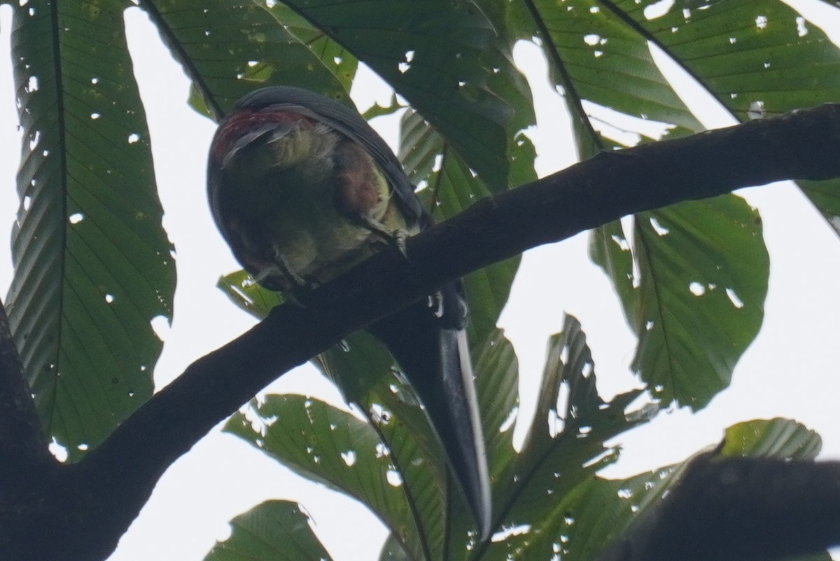 Collared Aracari - ML640490453
