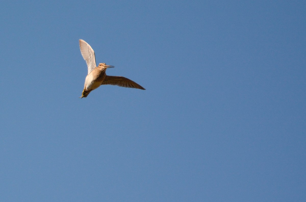 Magellanic Snipe - ML640490482