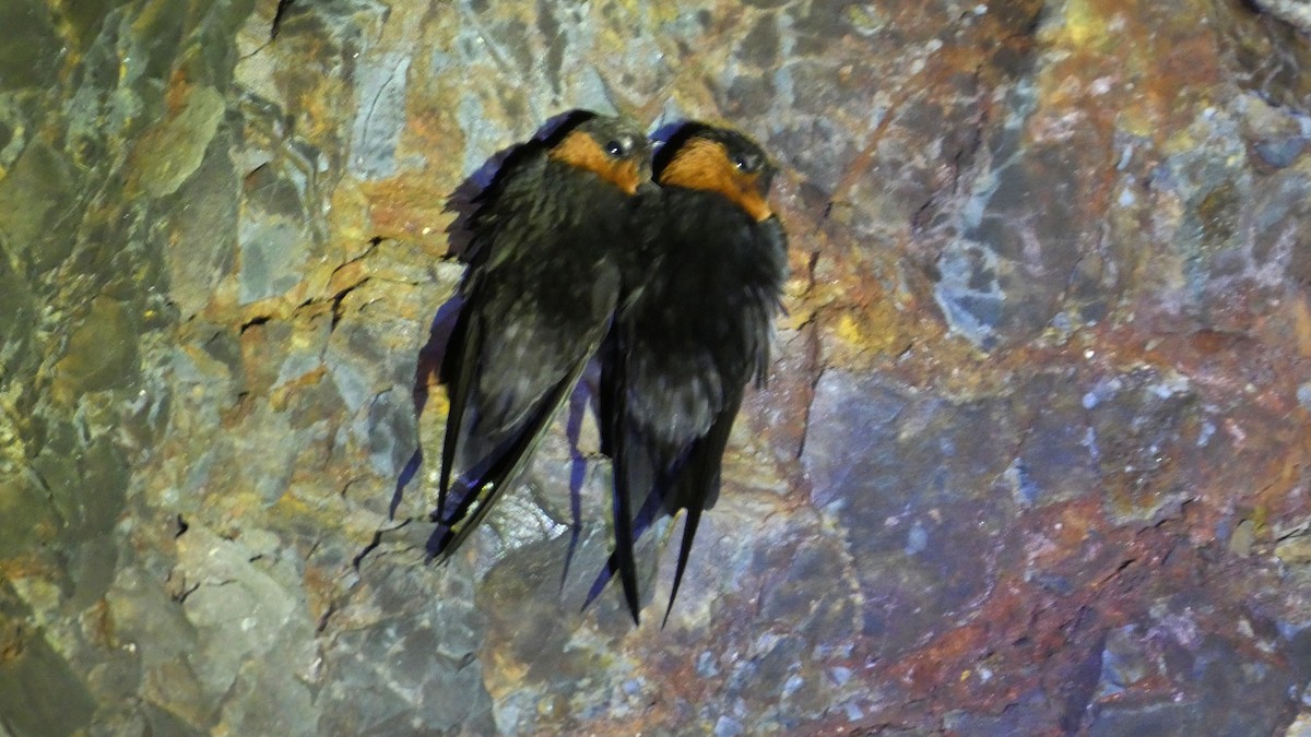 Chestnut-collared Swift - ML640490558