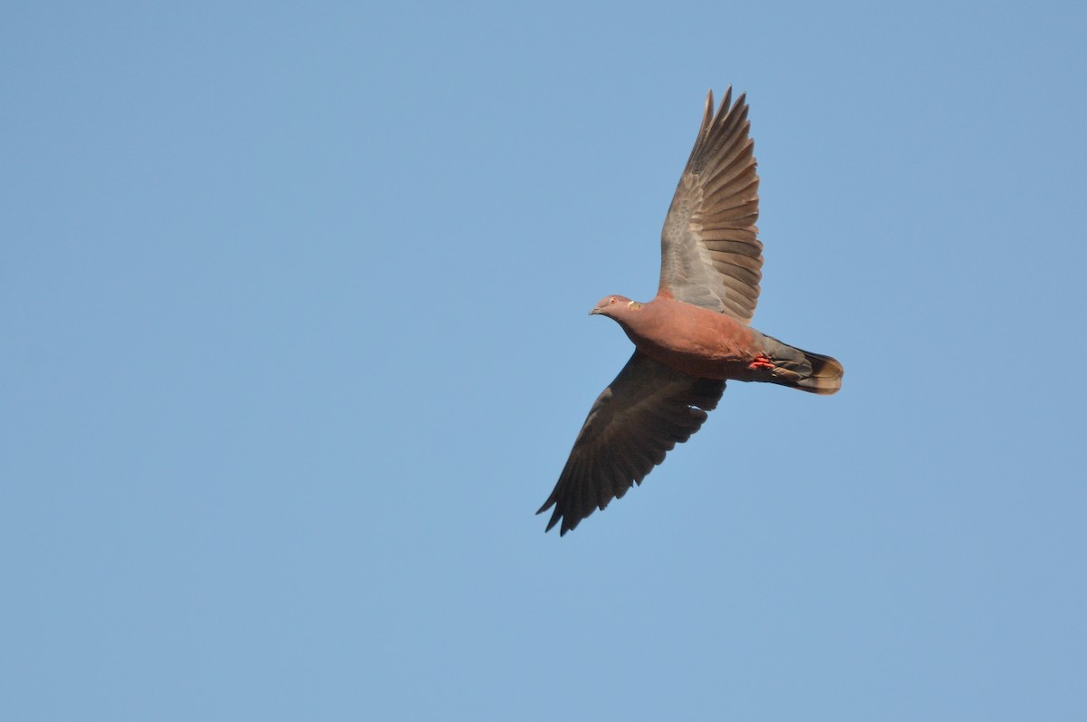 Chilean Pigeon - ML640490580