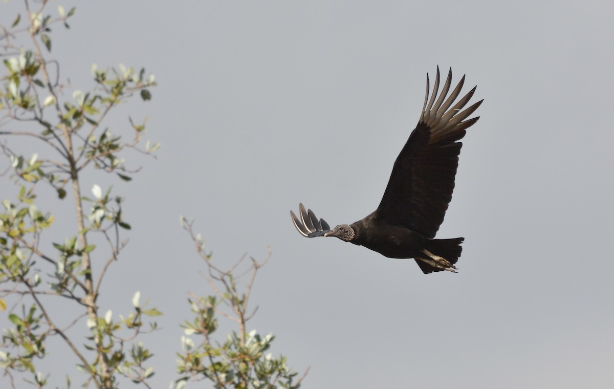 Black Vulture - ML640490587