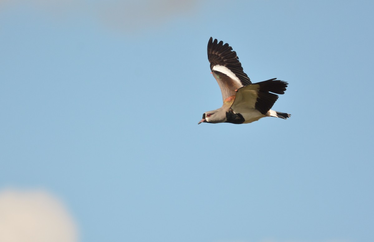 Southern Lapwing - ML640490593