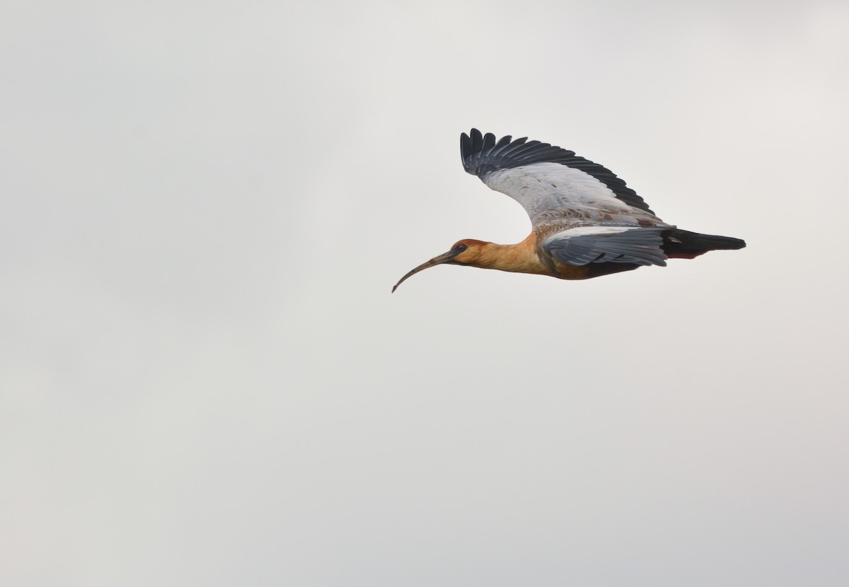 Black-faced Ibis - ML640490625