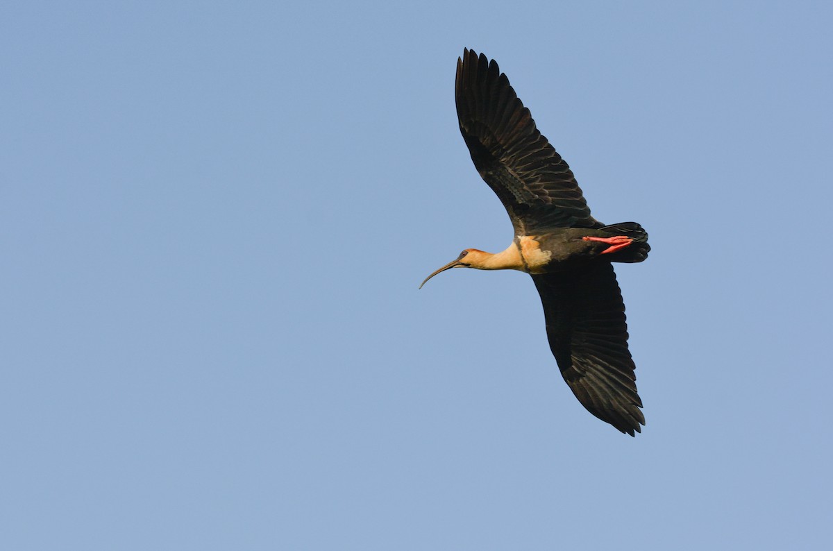 Black-faced Ibis - ML640490641