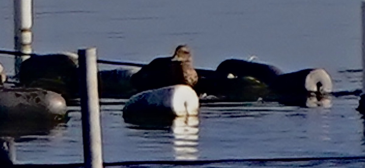 King Eider - ML640490650