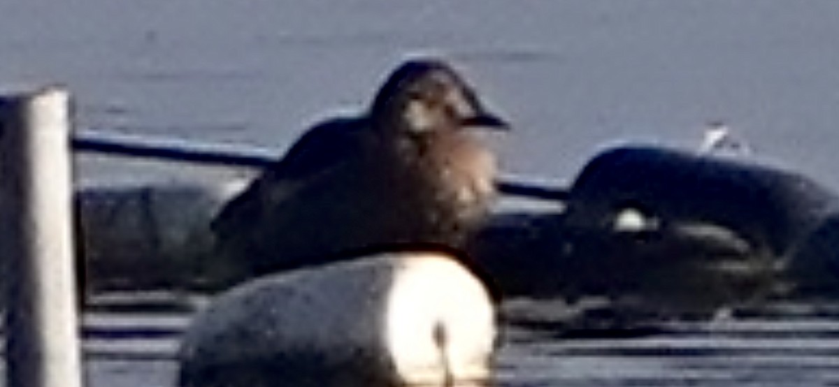 King Eider - ML640490651