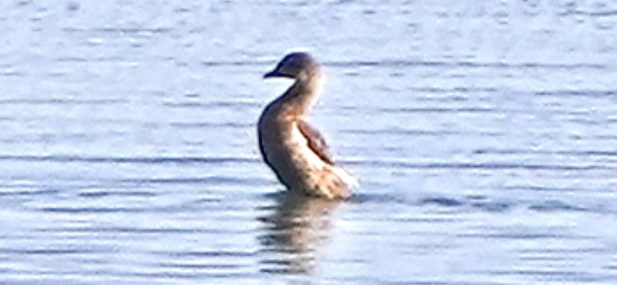 King Eider - ML640490652