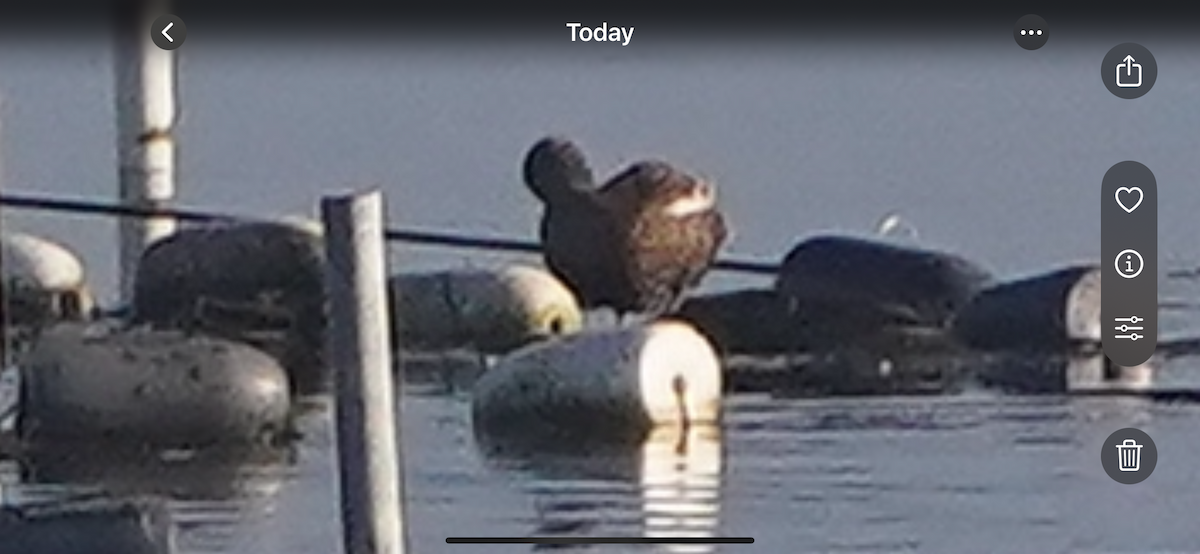 King Eider - ML640490654