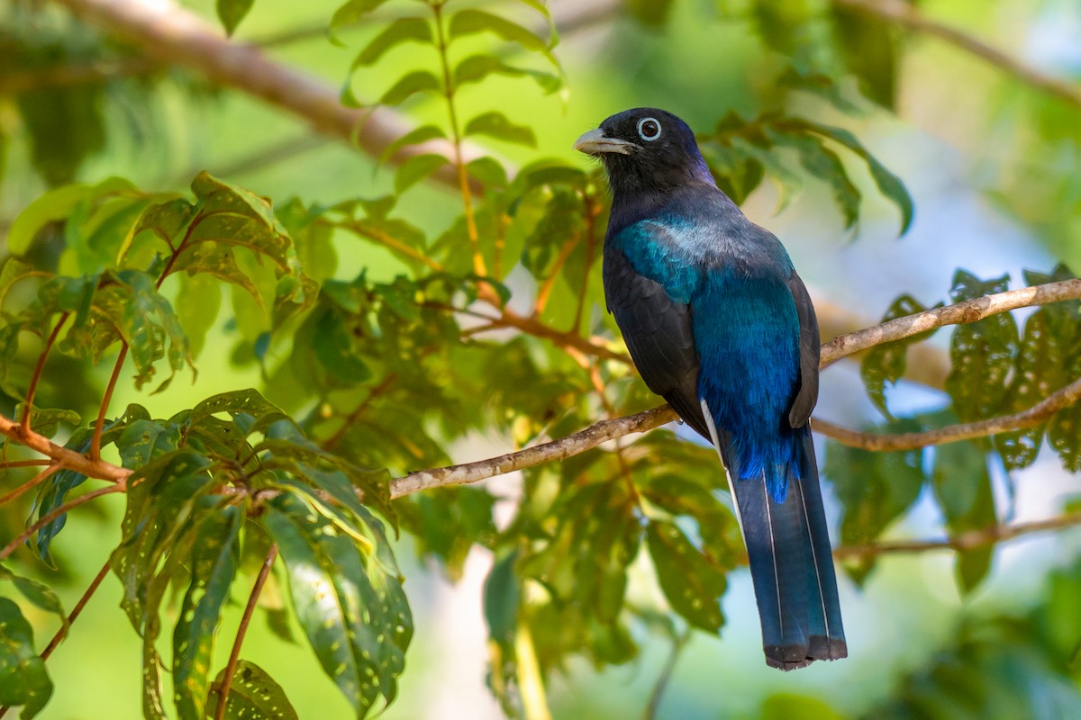 Green-backed Trogon - ML640490702