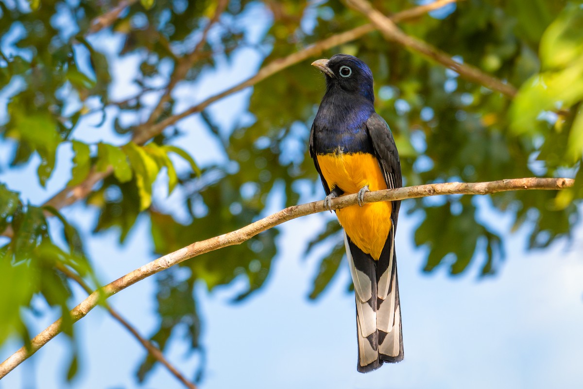 Green-backed Trogon - ML640490703