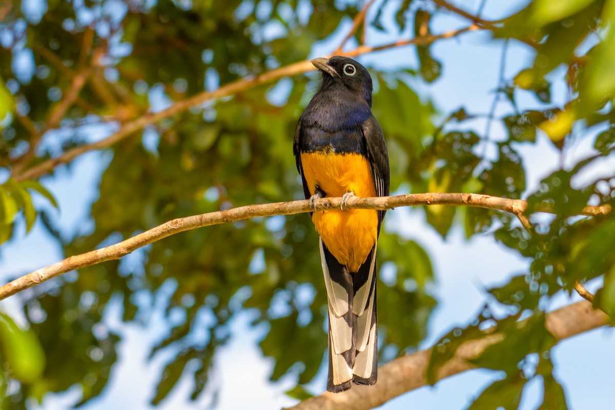 Green-backed Trogon - ML640490704