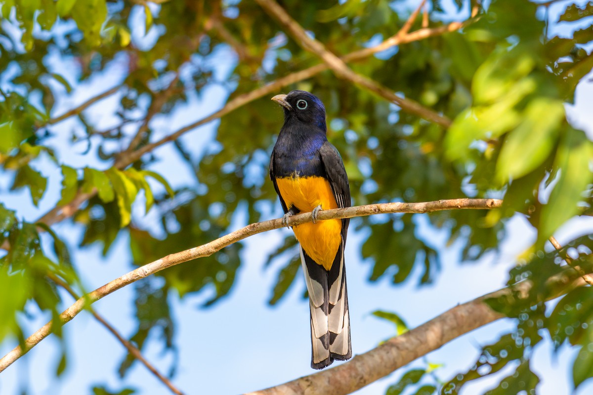 Green-backed Trogon - ML640490705