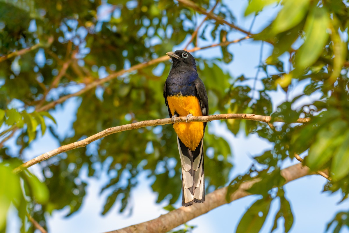 Green-backed Trogon - ML640490706