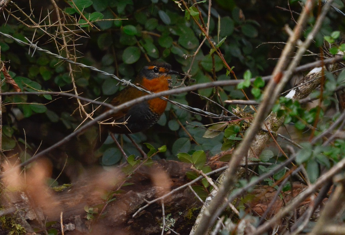 Chucao Tapaculo - ML640490723