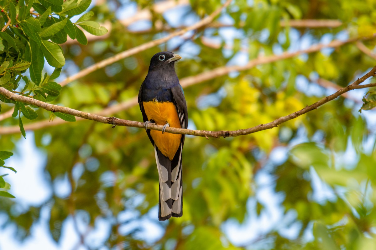 Green-backed Trogon - ML640490726