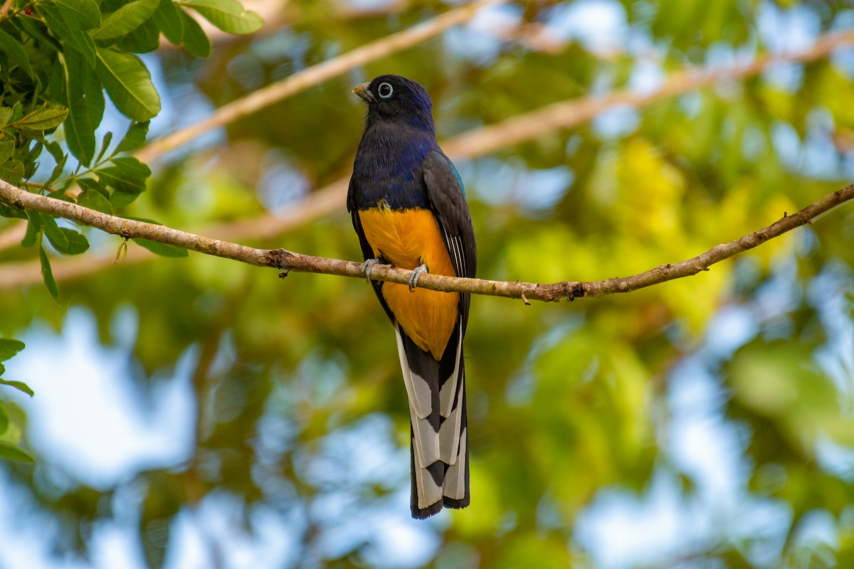 Green-backed Trogon - ML640490727