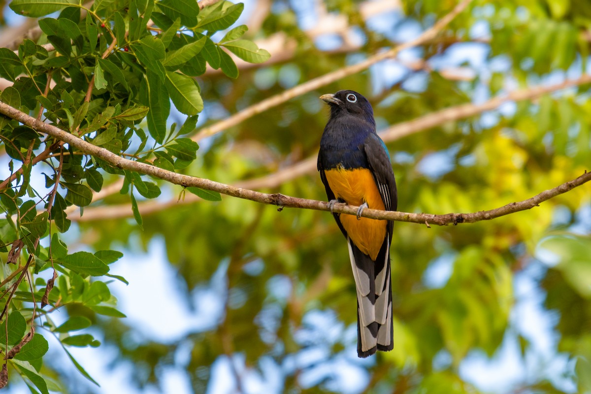 Green-backed Trogon - ML640490728