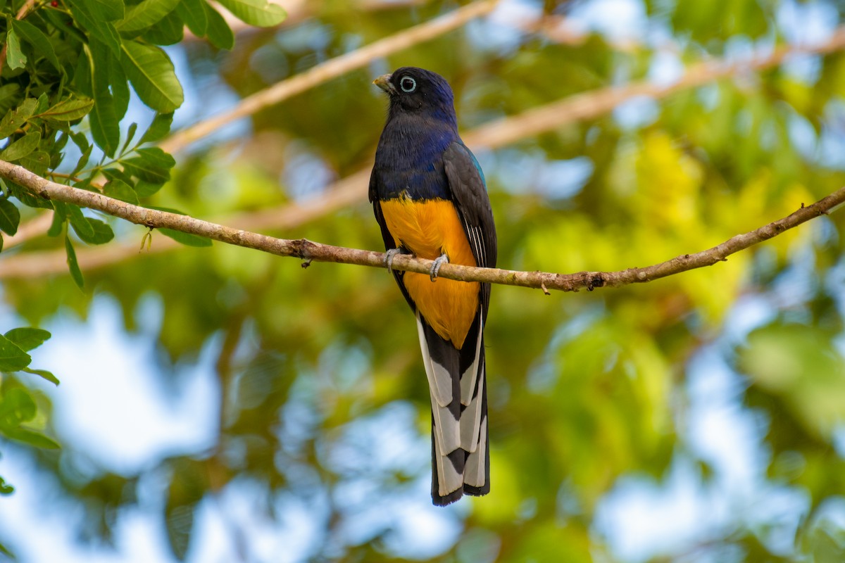 Green-backed Trogon - ML640490729