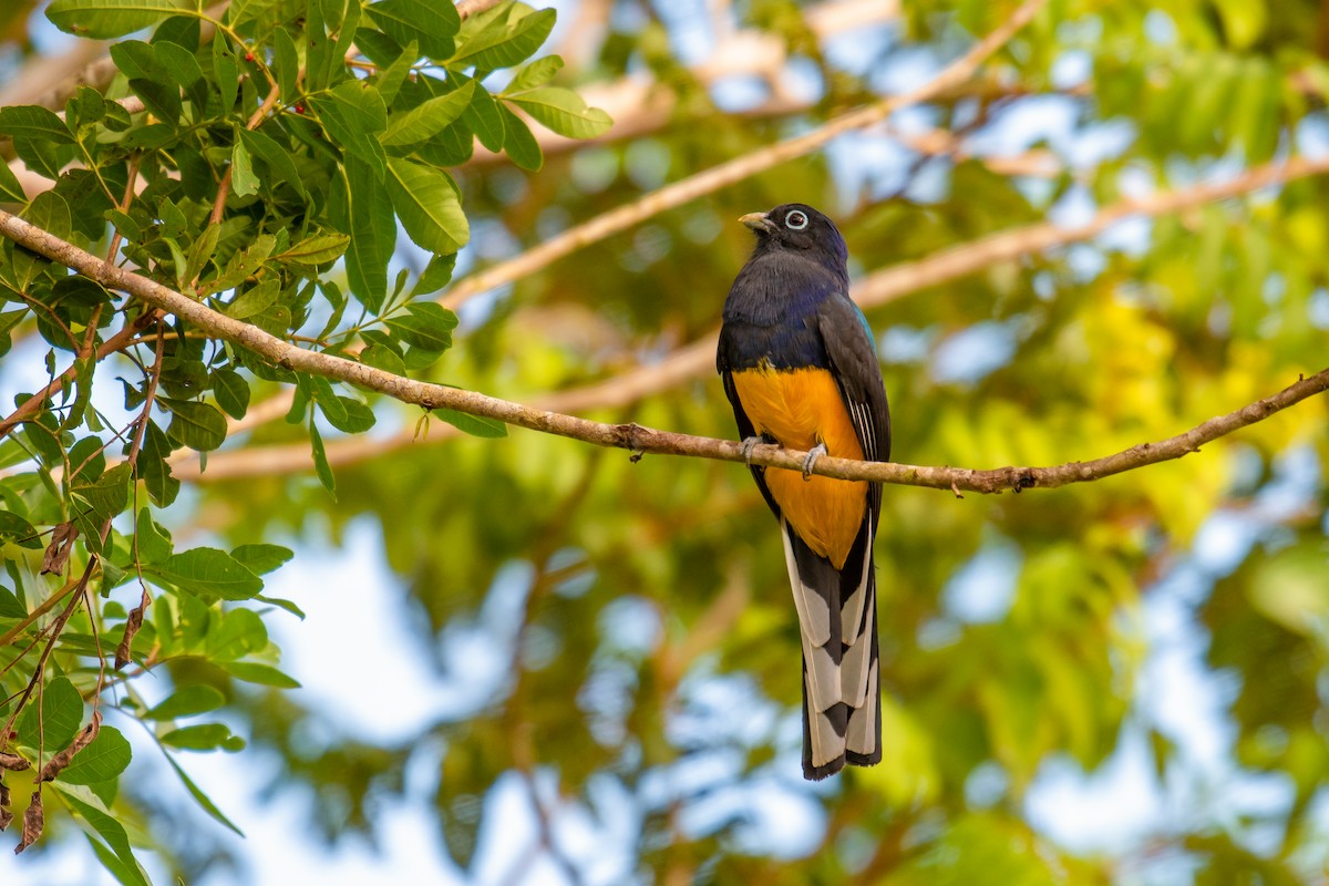 Green-backed Trogon - ML640490730