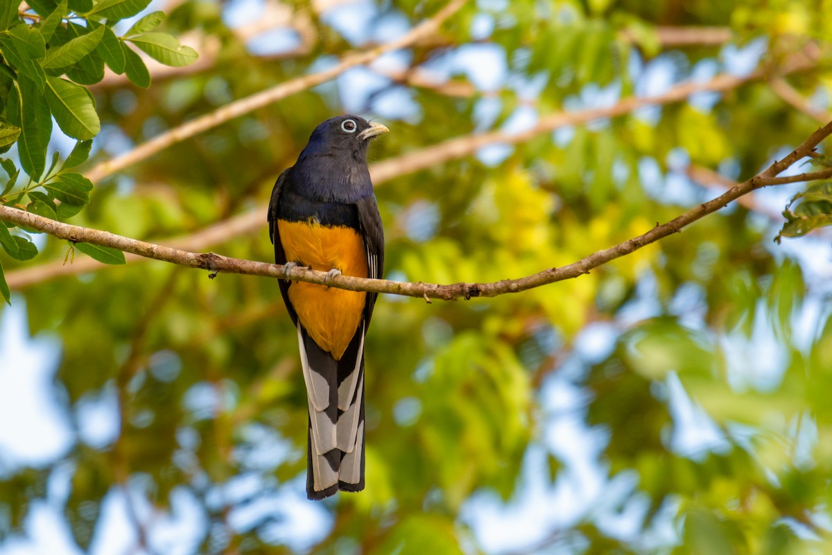 Green-backed Trogon - ML640490731