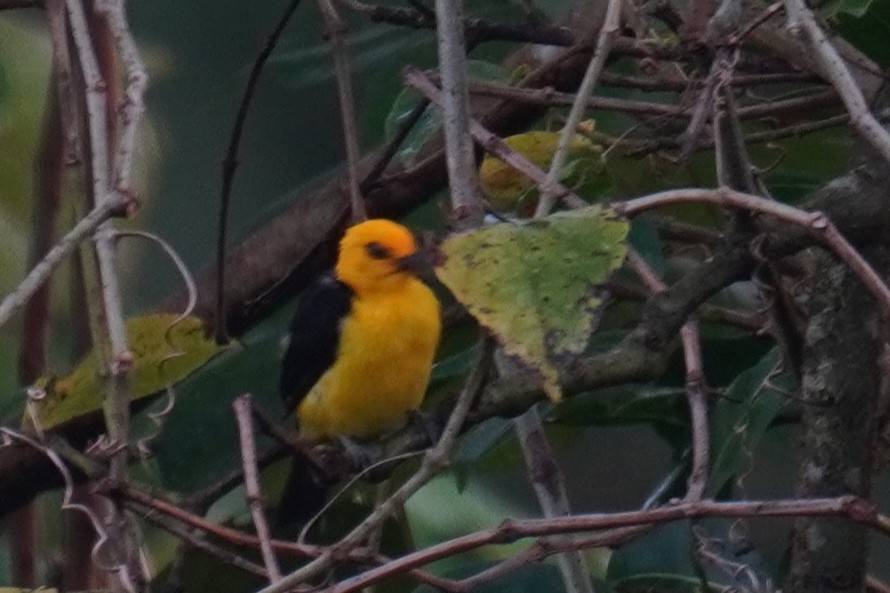 Black-and-yellow Tanager - ML640490742