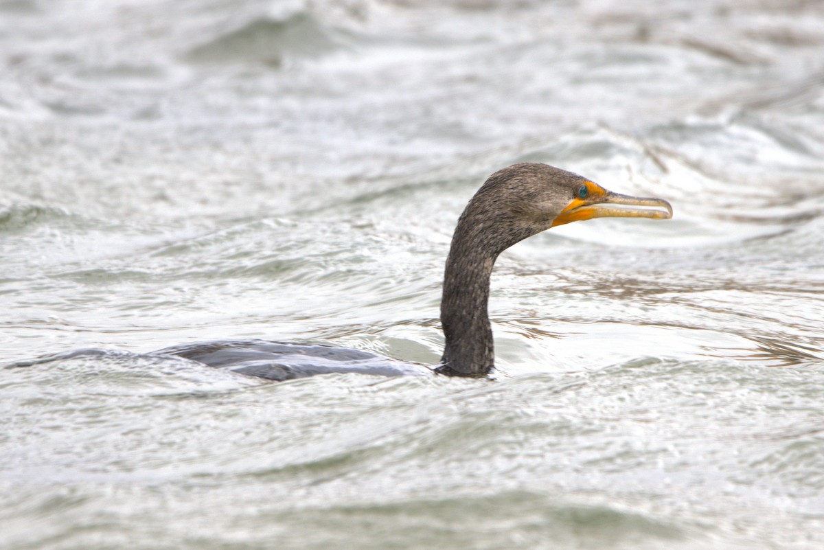 Double-crested Cormorant - ML640490767