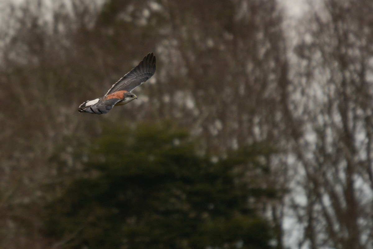 Variable Hawk - ML640490776