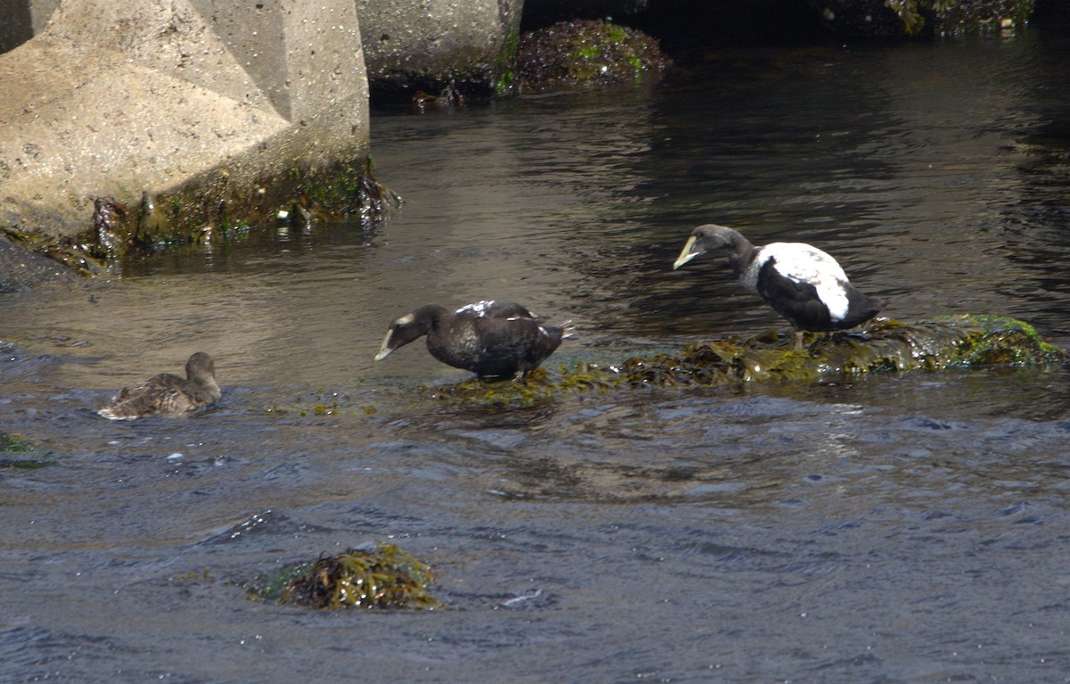 Common Eider - ML640490780