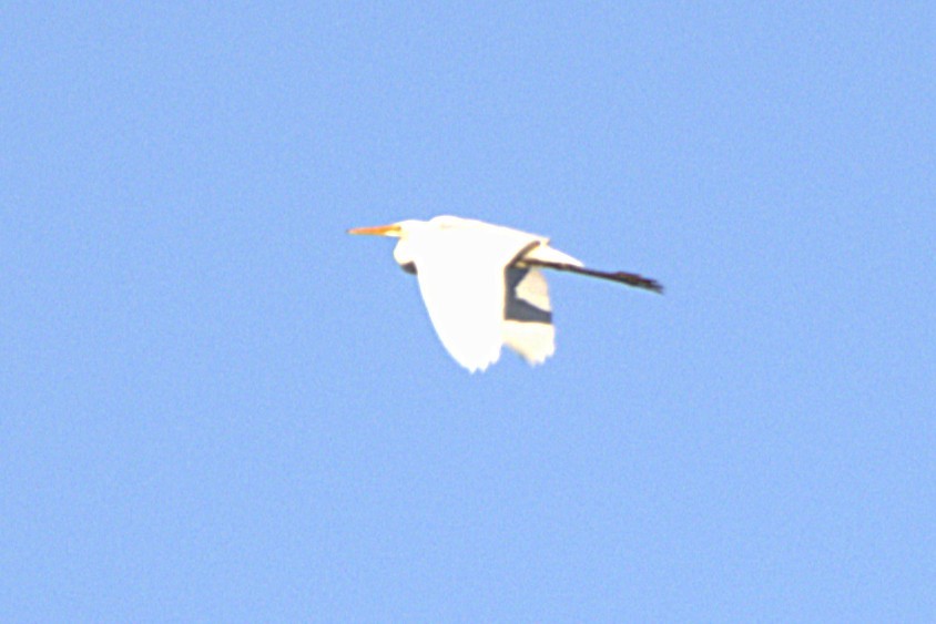 Great Egret - ML640490803