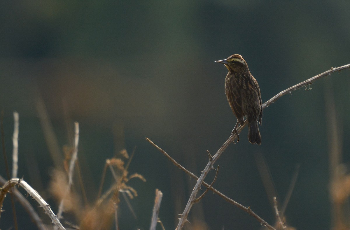 Yellow-winged Blackbird - ML640490804