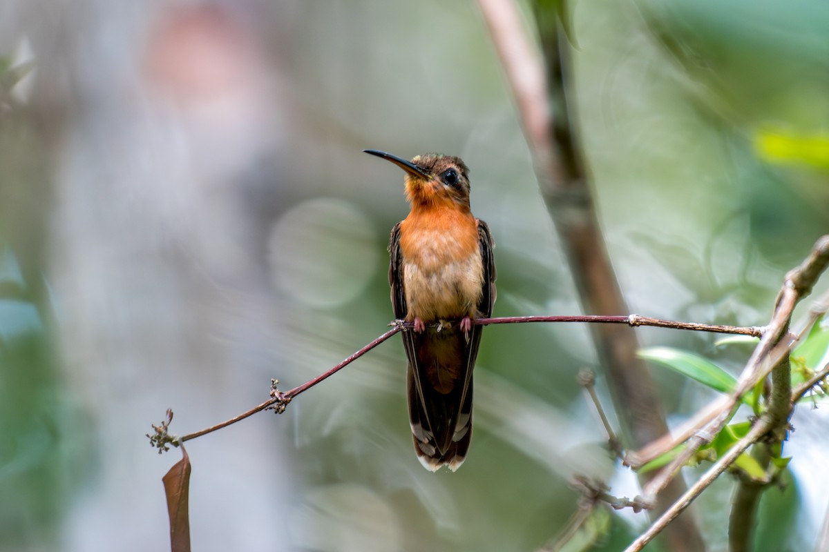 Hook-billed Hermit - ML640490926