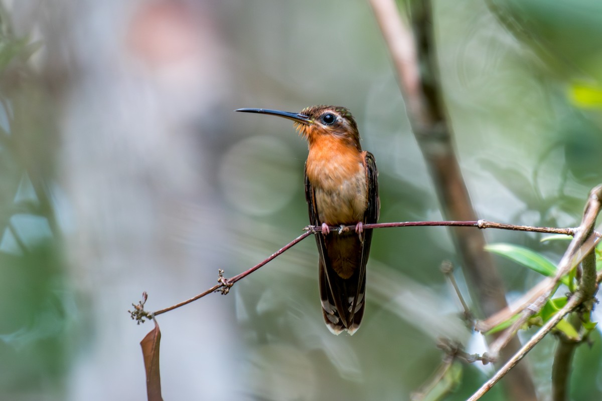 Hook-billed Hermit - ML640490928