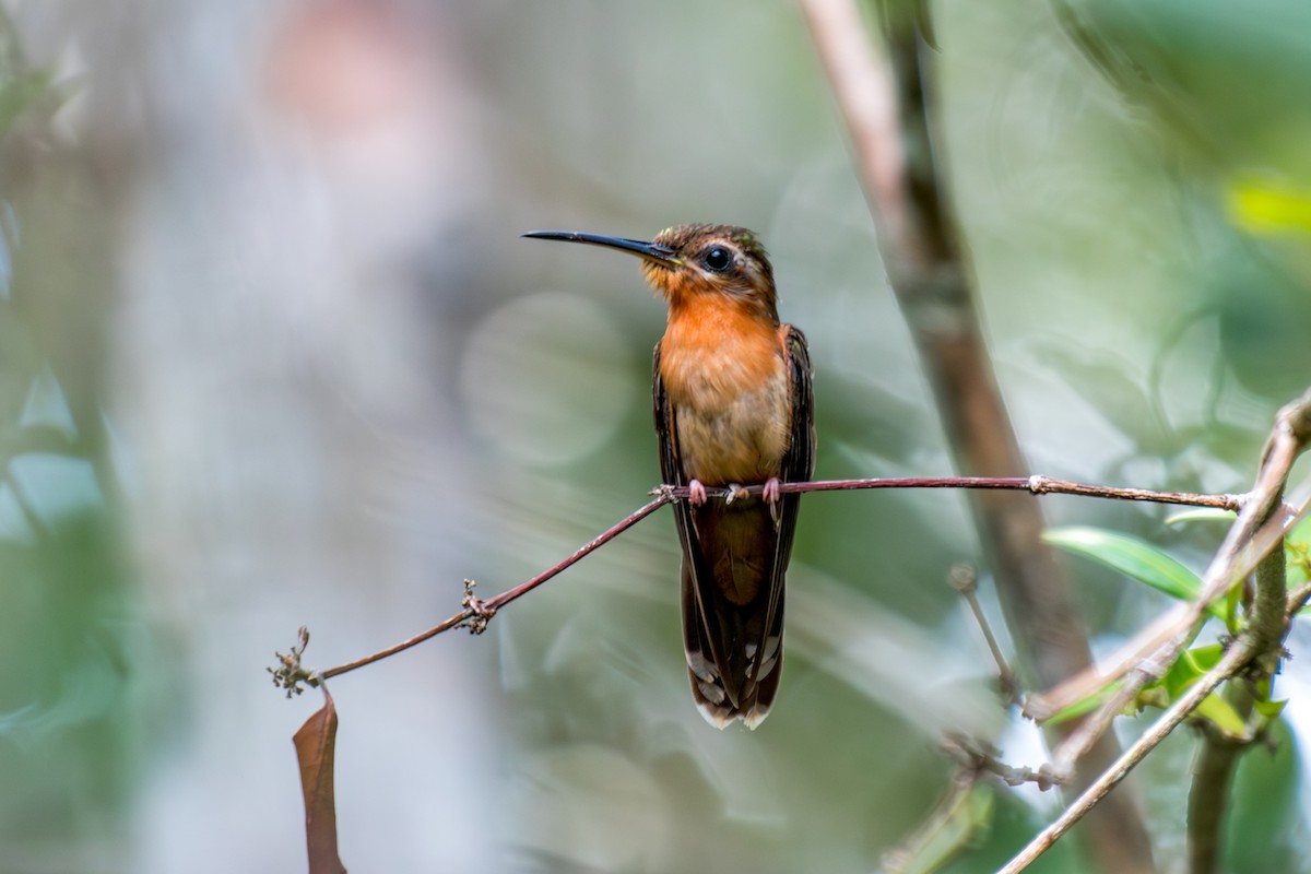 Hook-billed Hermit - ML640490929