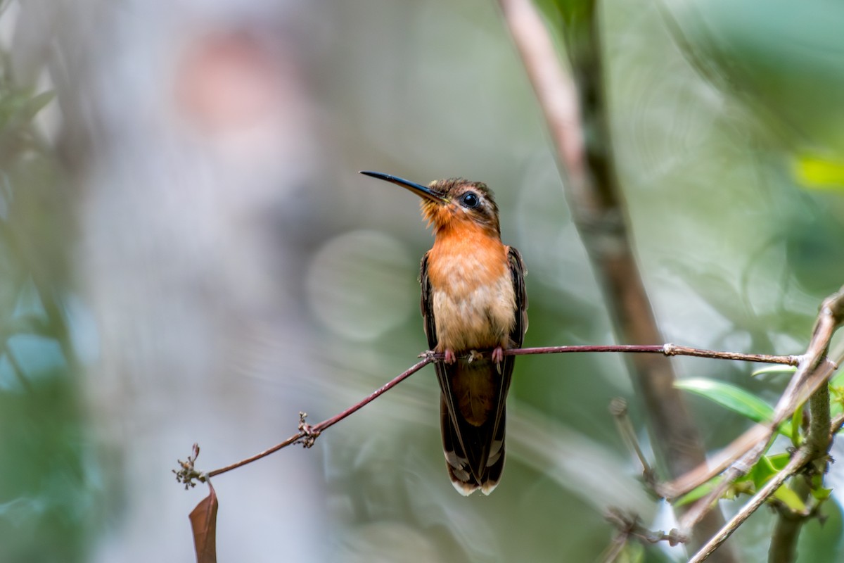 Hook-billed Hermit - ML640490931