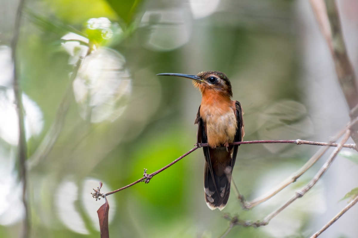 Hook-billed Hermit - ML640490932