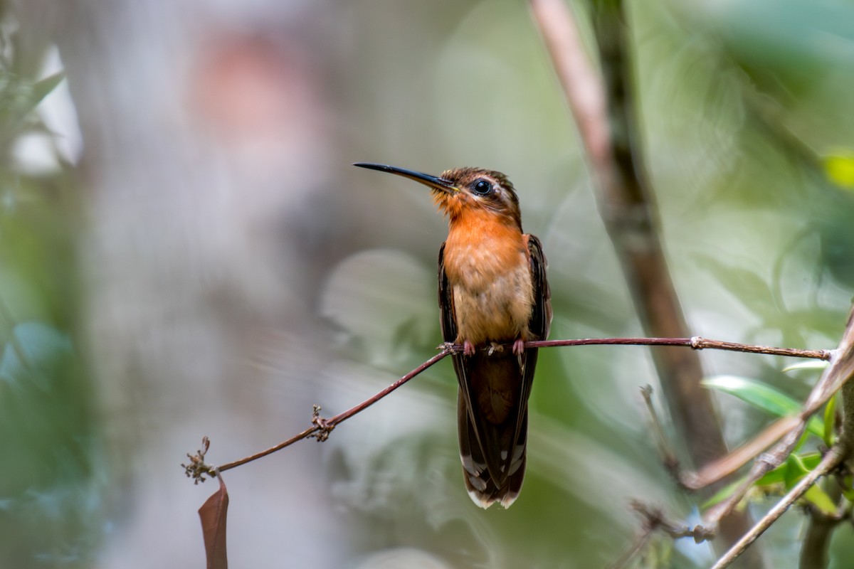 Hook-billed Hermit - ML640490933