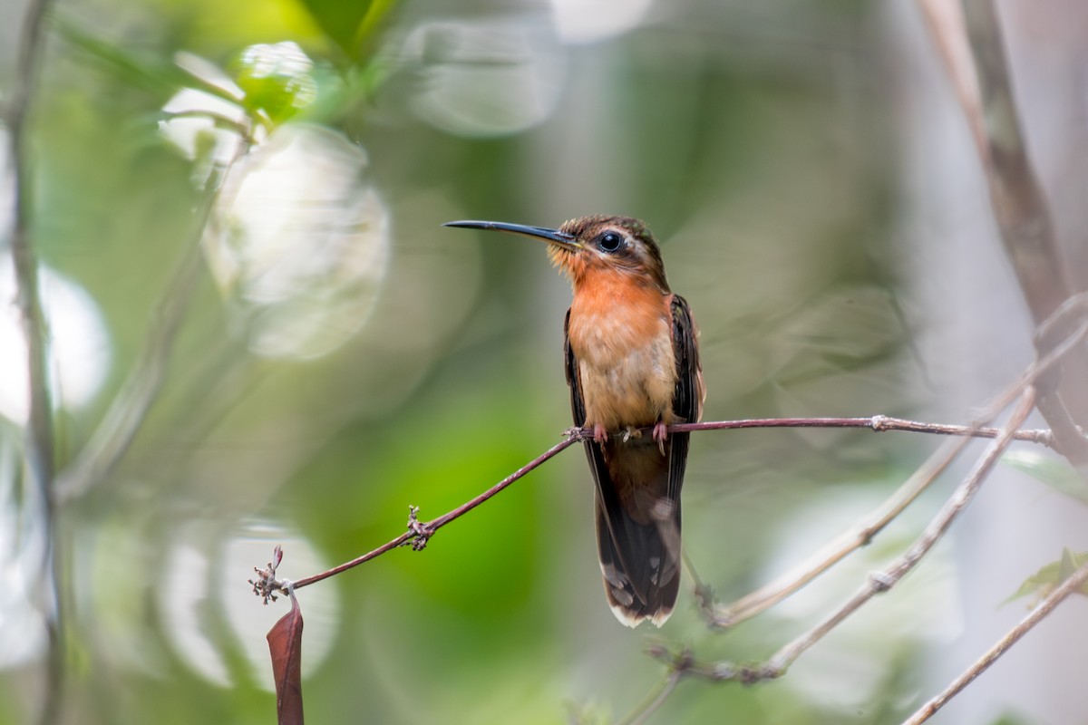 Hook-billed Hermit - ML640490934