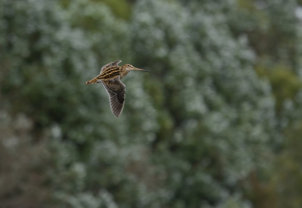 Magellanic Snipe - ML640490948