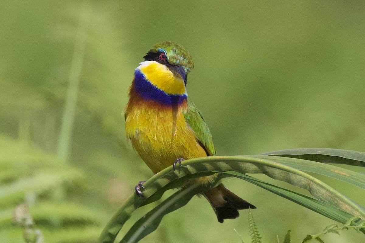 Blue-breasted Bee-eater - ML640490953
