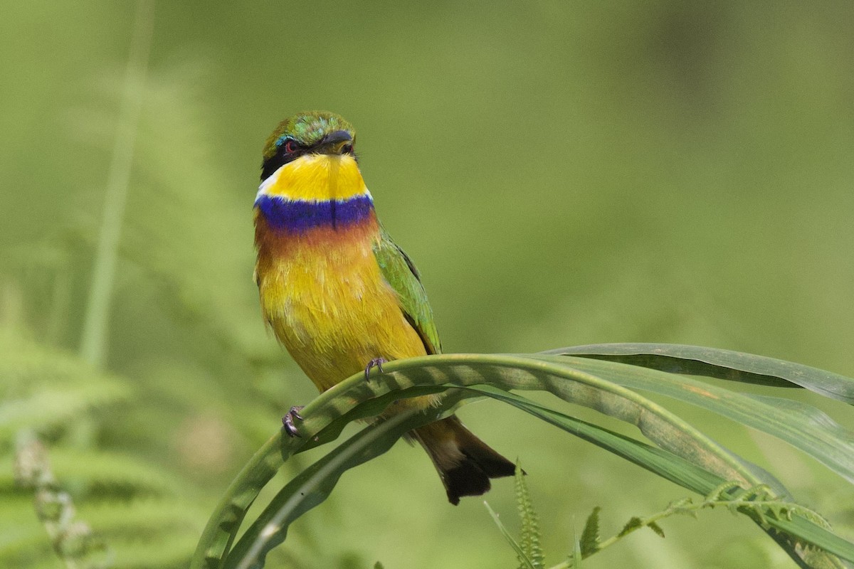 Blue-breasted Bee-eater - ML640490954