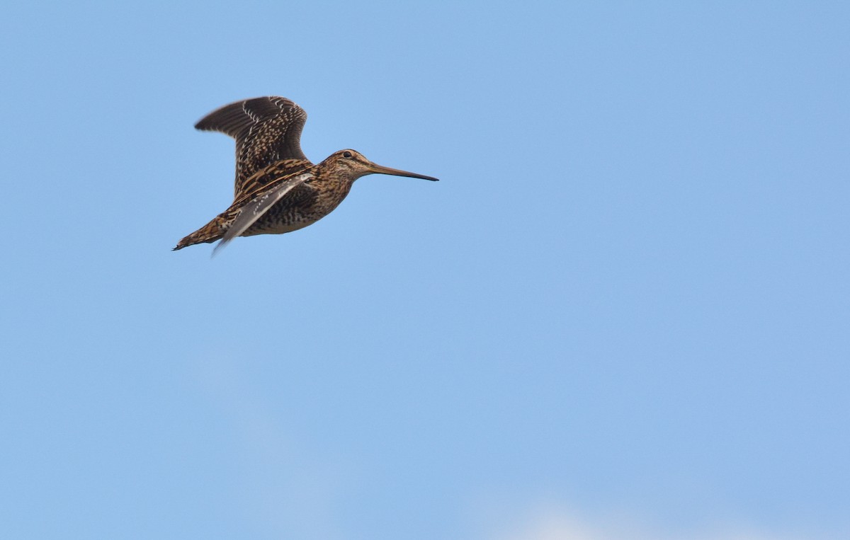 Magellanic Snipe - ML640490958