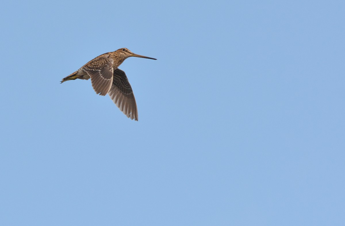 Magellanic Snipe - ML640490959