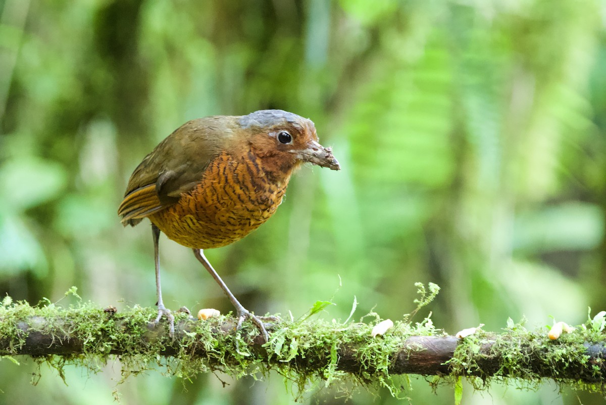 Giant Antpitta - ML640490976