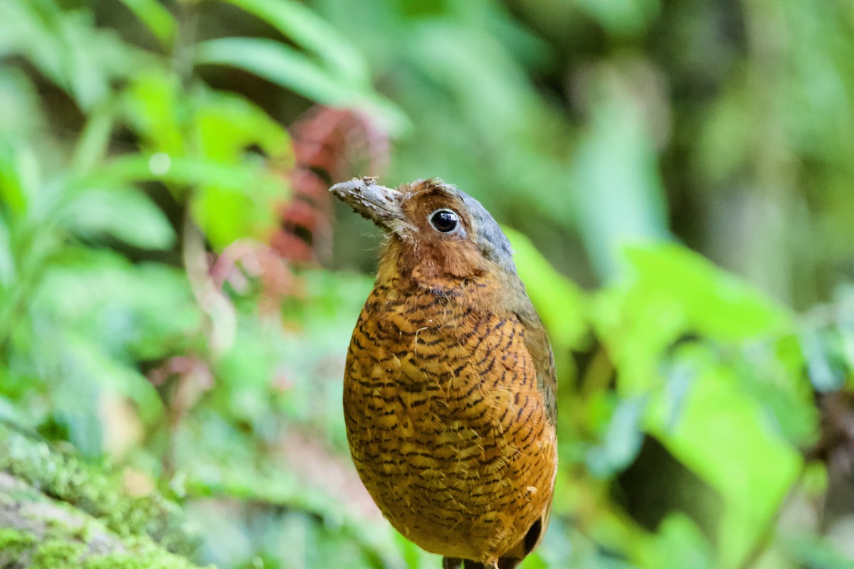 Giant Antpitta - ML640490977
