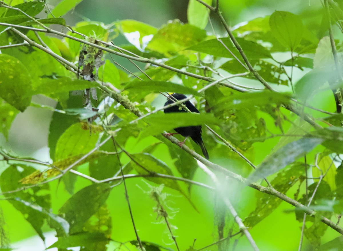 Golden-winged Manakin - ML640490987