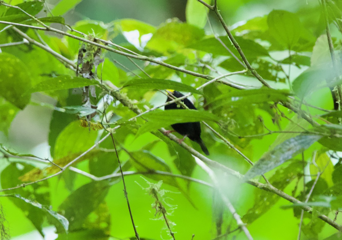 Golden-winged Manakin - ML640490988