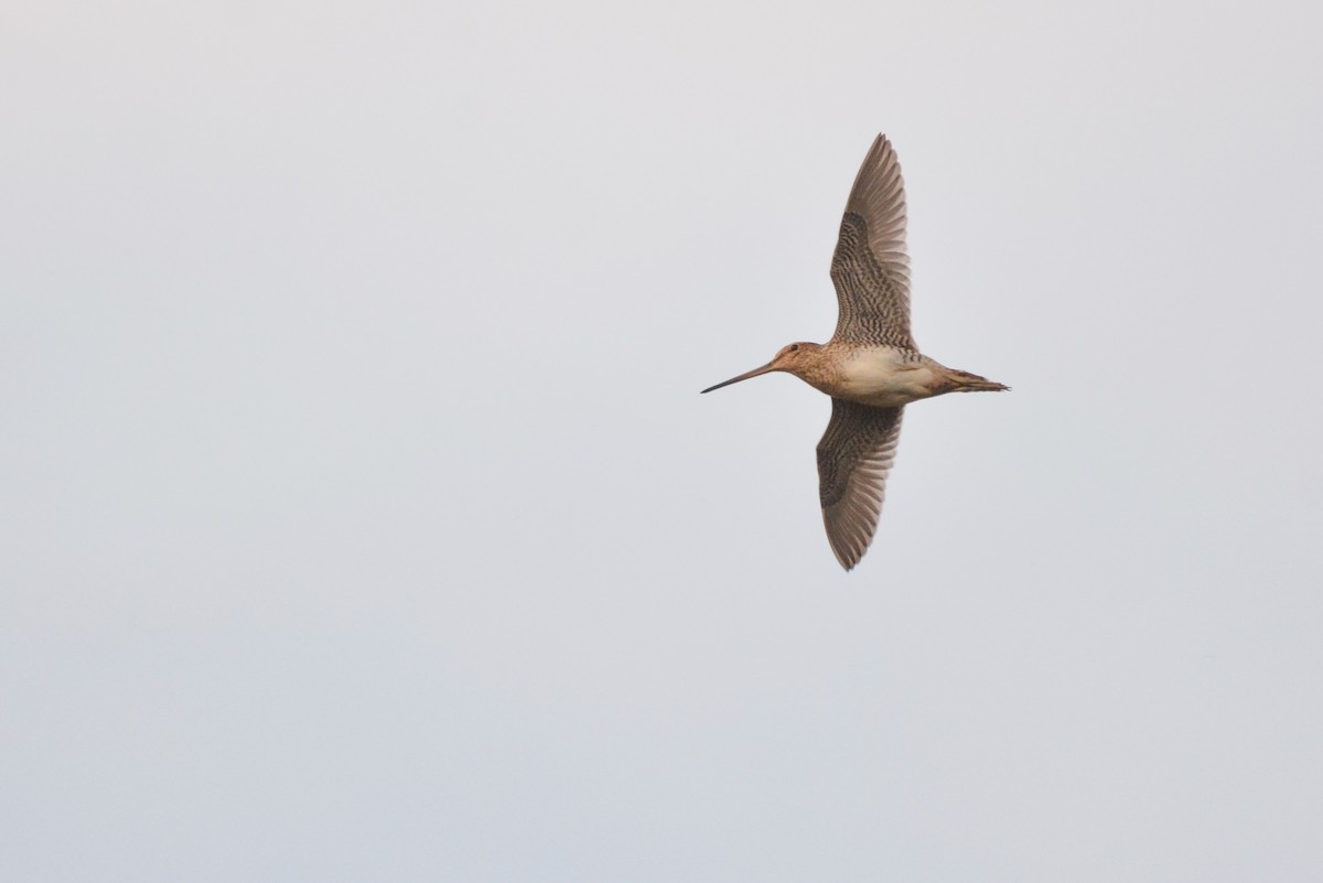 Magellanic Snipe - ML640490999