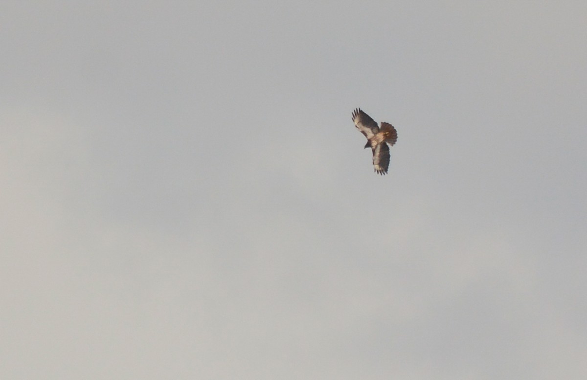 Rufous-tailed Hawk - ML640491009