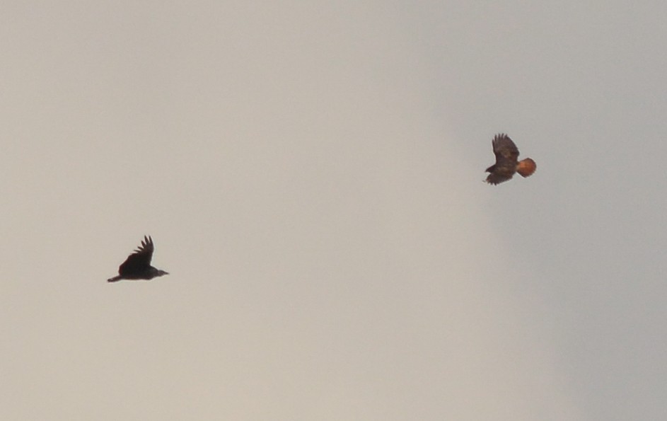 Rufous-tailed Hawk - ML640491010