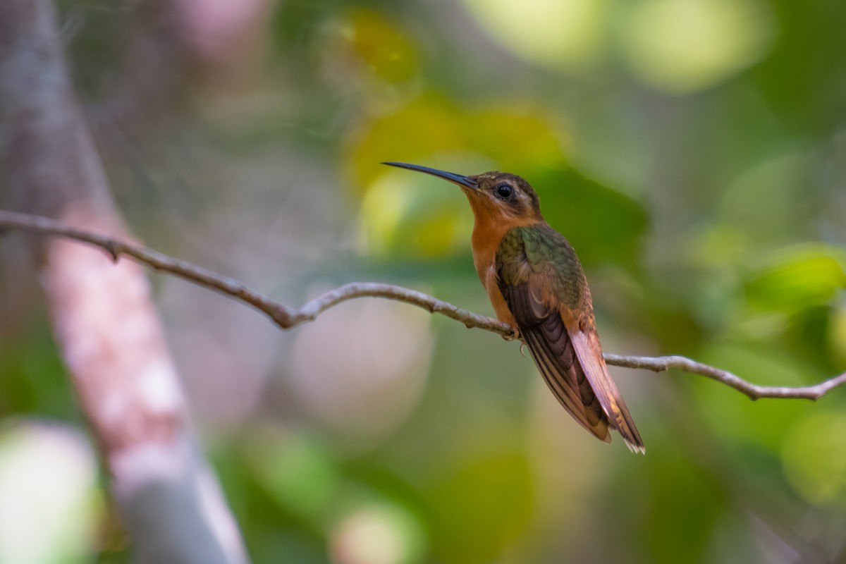 Hook-billed Hermit - ML640491015